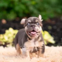Baby Yoda AKC, a female French Bulldog for sale in Warsaw, IN – 7 of 10
