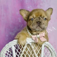 Diva AKC Fluffy French Bulldog, a female French Bulldog for sale in Warsaw, IN – Photo 4 of 6