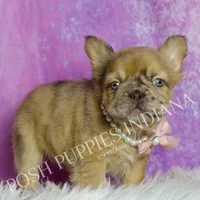Diva AKC Fluffy French Bulldog, a female French Bulldog for sale in Warsaw, IN – Photo 2 of 6