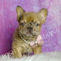 Diva AKC Fluffy French Bulldog, a female French Bulldog for sale in Warsaw, IN – Photo 6 of 6