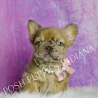 Diva AKC Fluffy French Bulldog, a female French Bulldog for sale in Warsaw, IN – Photo 3 of 6
