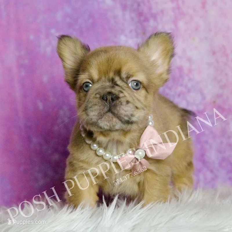 Diva AKC Fluffy French Bulldog, a female French Bulldog for sale in Warsaw, IN – Photo 1 of 6