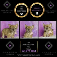 Diva AKC Fluffy French Bulldog, a female French Bulldog for sale in Warsaw, IN – Photo 5 of 6
