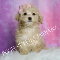 Peach, a female Maltipoo for sale in Warsaw, IN – 2 of 8