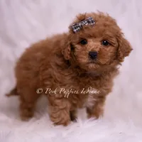 Bravo, a male Maltipoo for sale in Warsaw, IN – 4 of 8