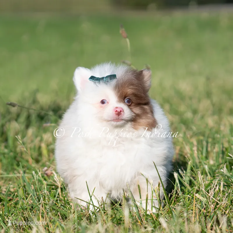 Boo – Pomeranian puppy for sale in Warsaw, IN