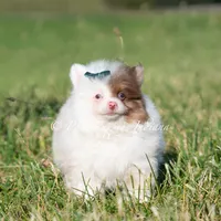 Boo, a male Pomeranian for sale in Warsaw, IN – 1 of 4