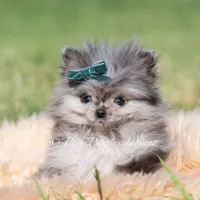 Cooper AKC TINY, a male Pomeranian for sale in Warsaw, IN – 5 of 7