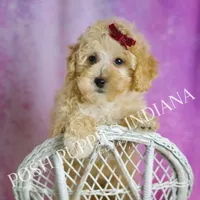 minnie, a female Maltipoo for sale in Warsaw, IN – 1 of 9