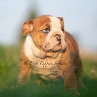 Mable, a female English Bulldog for sale in Warsaw, IN – 6 of 7