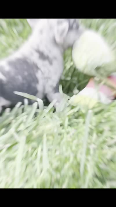 Dumbo AKC, a female French Bulldog for sale in Warsaw, IN – 6 of 6