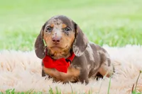 Sprout AKC, a male Miniature Dachshund for sale in Warsaw, IN – 2 of 8
