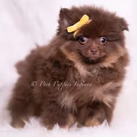 Hershey, a male Pomeranian for sale in Warsaw, IN – 5 of 6
