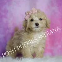 Peach, a female Maltipoo for sale in Warsaw, IN – 5 of 8