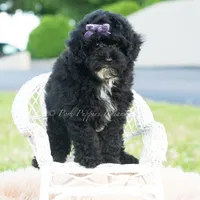 Paisley, a female Poodle - Toy  for sale in Warsaw, IN – 3 of 6
