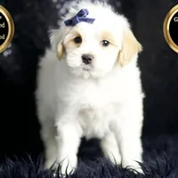 Noodle, a male Maltipoo for sale in Warsaw, IN – Photo 4 of 8