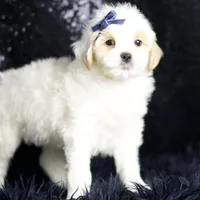 Noodle, a male Maltipoo for sale in Warsaw, IN – Photo 6 of 8