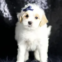 Noodle, a male Maltipoo for sale in Warsaw, IN – Photo 2 of 8