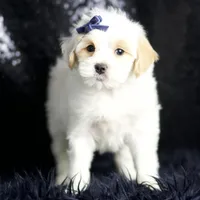 Noodle, a male Maltipoo for sale in Warsaw, IN – Photo 5 of 8
