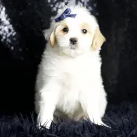 Noodle, a male Maltipoo for sale in Warsaw, IN – Photo 3 of 8