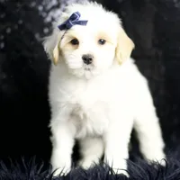 Noodle, a male Maltipoo for sale in Warsaw, IN – Photo 7 of 8