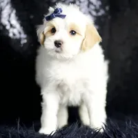 Noodle, a male Maltipoo for sale in Warsaw, IN – Photo 1 of 8