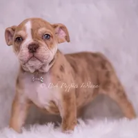 Jinko AKC, a male English Bulldog for sale in Warsaw, IN – 3 of 7