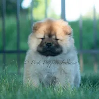 Meesha, a female Chow Chow for sale in Warsaw, IN – 5 of 10