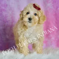 minnie, a female Maltipoo for sale in Warsaw, IN – 6 of 9