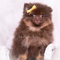 Hershey, a male Pomeranian for sale in Warsaw, IN – 1 of 6