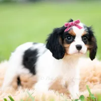 Missy UABR, a female Cavalier King Charles Spaniel for sale in Warsaw, IN – 3 of 5