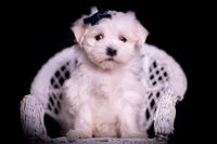 tatertot, a male Maltese for sale in Warsaw, IN – 3 of 10