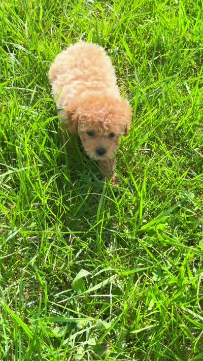 Kinsley, a female Maltipoo for sale in Warsaw, IN – 6 of 6