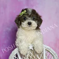 AKC Nico, a male Poodle - Miniature  for sale in Warsaw, IN – Photo 4 of 5