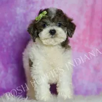 AKC Nico, a male Poodle - Miniature  for sale in Warsaw, IN – Photo 2 of 5
