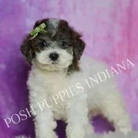AKC Nico, a male Poodle - Miniature  for sale in Warsaw, IN – Photo 5 of 5