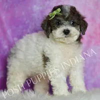 AKC Nico, a male Poodle - Miniature  for sale in Warsaw, IN – Photo 1 of 5