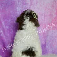AKC Nico, a male Poodle - Miniature  for sale in Warsaw, IN – Photo 3 of 5