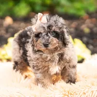 Mossmallow, a male Maltipoo for sale in Warsaw, IN – 2 of 6