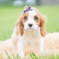 Queenie UABR, a female Cavalier King Charles Spaniel for sale in Warsaw, IN – 2 of 5