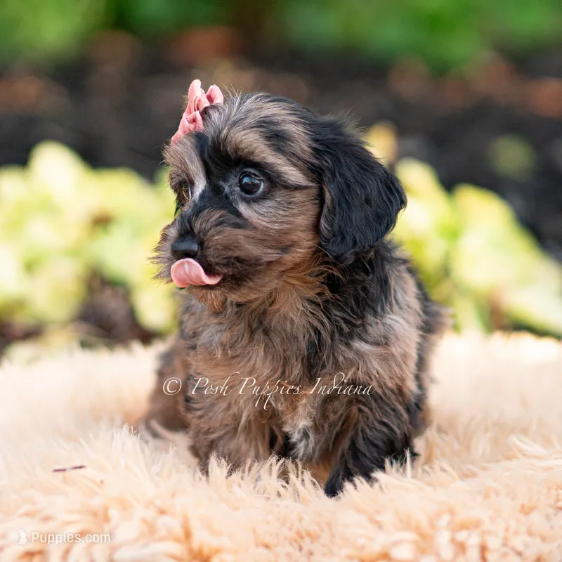 Esmeralda – Yorkshire Terrier, Poodle - Toy  puppy for sale in Warsaw, IN