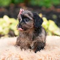 Esmeralda, a female Yorkshire Terrier and Poodle - Toy  for sale in Warsaw, IN – 1 of 7