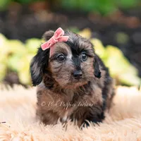 Esmeralda, a female Yorkshire Terrier and Poodle - Toy  for sale in Warsaw, IN – 2 of 7