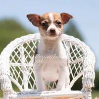 Pom Pom, a female Chihuahua for sale in Warsaw, IN – 4 of 5