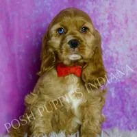 Bowie AKC, a male Cocker Spaniel for sale in Warsaw, IN – Photo 6 of 6