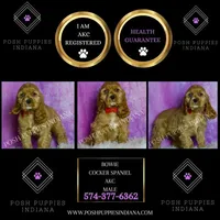 Bowie AKC, a male Cocker Spaniel for sale in Warsaw, IN – Photo 3 of 6
