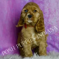Bowie AKC, a male Cocker Spaniel for sale in Warsaw, IN – Photo 2 of 6