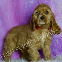 Bowie AKC, a male Cocker Spaniel for sale in Warsaw, IN – Photo 5 of 6