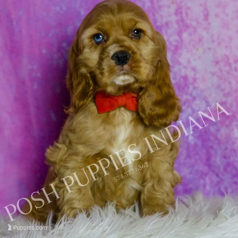 Bowie AKC, a male Cocker Spaniel for sale in Warsaw, IN – Photo 1 of 6