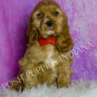 Bowie AKC, a male Cocker Spaniel for sale in Warsaw, IN – Photo 1 of 6